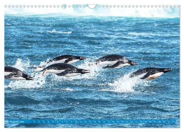Produktbild: Pinguine: Gehupft wie gesprungen (Wandkalender 2026 DIN A3 quer), CALVENDO Monatskalender