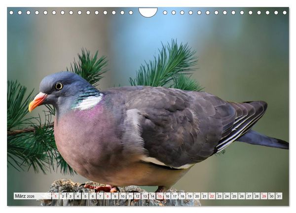 Produktbild: Wer gurrt denn da? (Wandkalender 2026 DIN A4 quer), CALVENDO Monatskalender