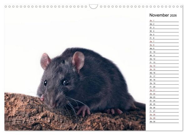 Produktbild: Ratten. Kleine Nager, gro&szlig;es Herz. (Wandkalender 2026 DIN A3 quer), CALVENDO Monatskalender