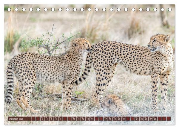 Produktbild: Amazing Cheetahs (Desk Calendar 2026 DIN A5 landscape), CALVENDO 12 Month DeskCalendar
