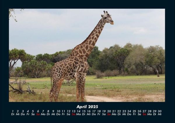 Produktbild: Giraffen 2025 Fotokalender DIN A4