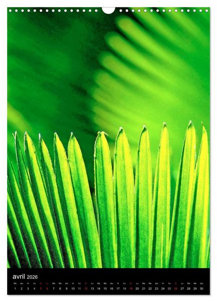 Produktbild: Couleurs Martinique (Calendrier mural 2026 DIN A3 horizontal), CALVENDO calendrier mensuel