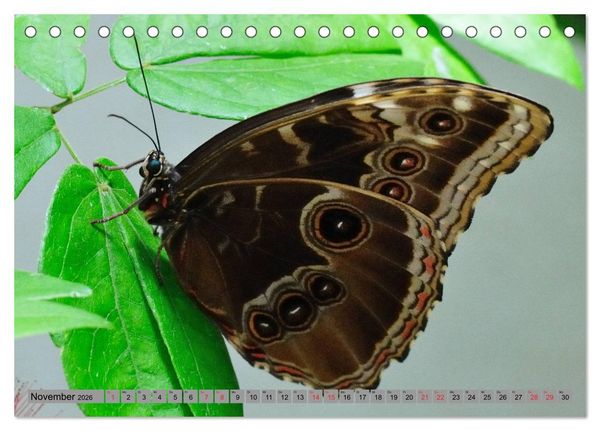 Produktbild: Butterfly's - Schmetterlinge f&uuml;r Zuhause (Tischkalender 2026 DIN A5 quer), CALVENDO Monatskalender