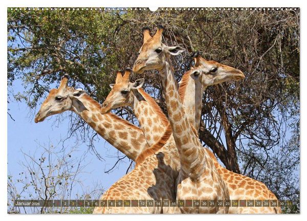 Produktbild: Giraffen - Sanftheit und Anmut (hochwertiger Premium Wandkalender 2026 DIN A2 quer), Kunstdruck in Hochglanz