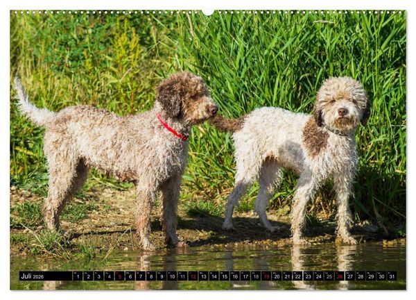 Produktbild: Lagotto Romagnolo - Italienischer Tr&uuml;ffelhund (Wandkalender 2026 DIN A2 quer), CALVENDO Monatskalender