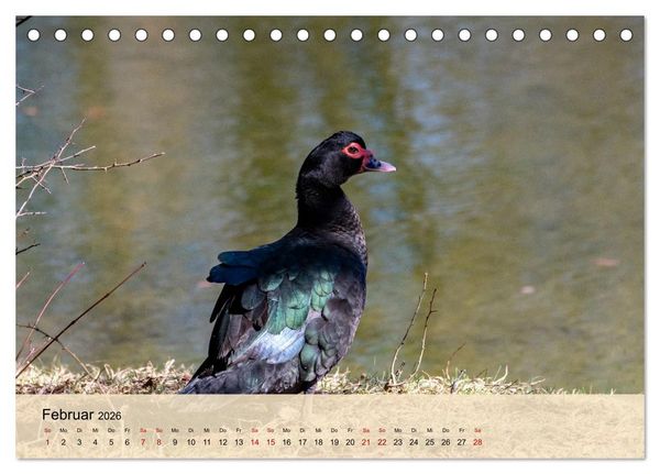 Produktbild: Wildes Stadtleben in M&uuml;nchen (Tischkalender 2026 DIN A5 quer), CALVENDO Monatskalender