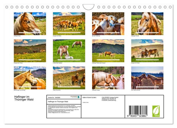 Produktbild: Haflinger im Th&uuml;ringer Wald (Wandkalender 2026 DIN A4 quer), CALVENDO Monatskalender