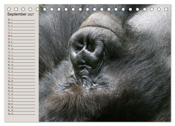 Produktbild: Berggorillas - die sanften Riesen (Tischkalender 2027 DIN A5 quer), CALVENDO Monatskalender