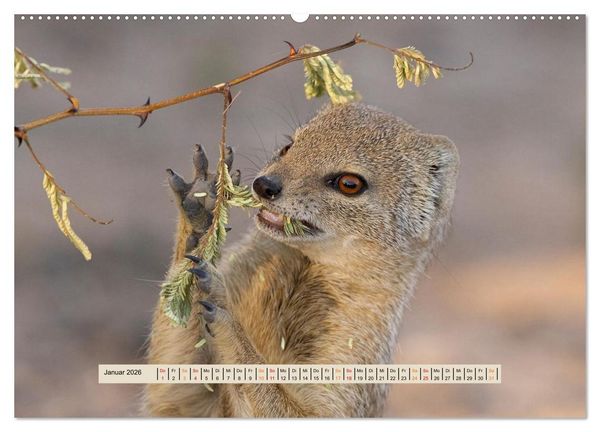 Produktbild: Kgalagadi-Durstland (hochwertiger Premium Wandkalender 2026 DIN A2 quer), Kunstdruck in Hochglanz