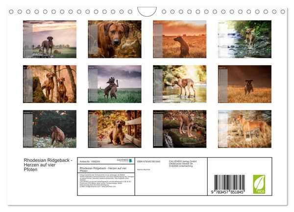Produktbild: Rhodesian Ridgeback - Herzen auf vier Pfoten (Wandkalender 2026 DIN A4 quer), CALVENDO Monatskalender