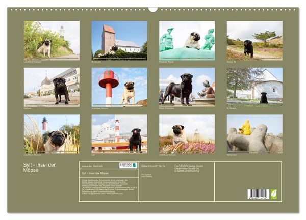 Produktbild: Sylt - Insel der M&ouml;pse (Wandkalender 2026 DIN A2 quer), CALVENDO Monatskalender