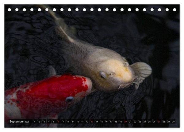 Produktbild: Nishikigoi oder Koi Karpfen (Tischkalender 2026 DIN A5 quer), CALVENDO Monatskalender