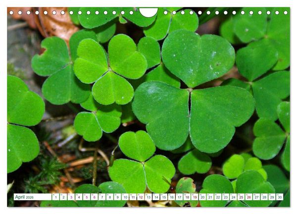 Produktbild: GR&Uuml;N . Die Kraft der Natur (Wandkalender 2026 DIN A4 quer), CALVENDO Monatskalender