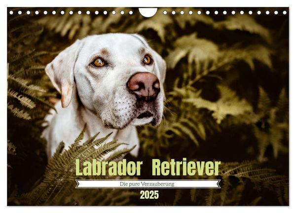 Verzauberung Labrador Retriever 2025 (Wandkalender 2025 DIN A4 quer), CALVENDO Monatskalender