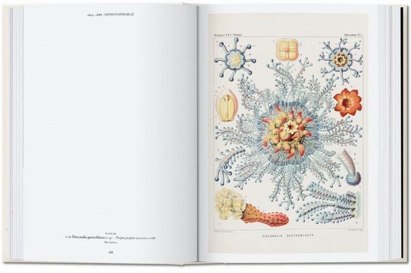 Produktbild: The Art and Science of Ernst Haeckel