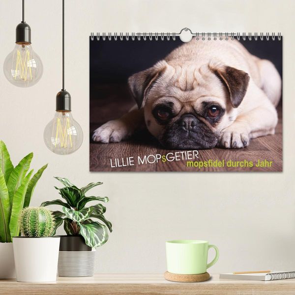 Produktbild: Lillie Mopsgetier - mopsfidel durchs Jahr (Wandkalender 2026 DIN A4 quer), CALVENDO Monatskalender