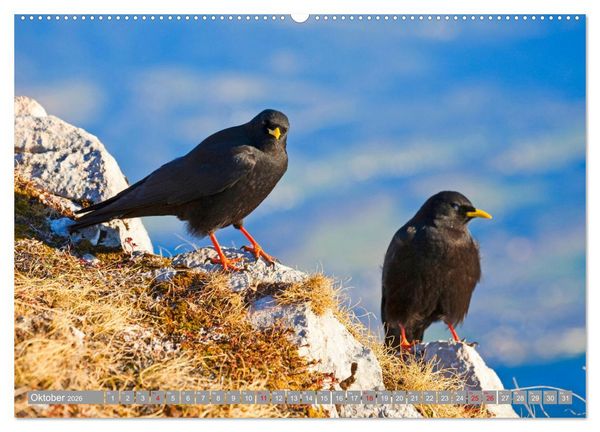 Produktbild: Wir sind die fliegenden Stars (Wandkalender 2026 DIN A2 quer), CALVENDO Monatskalender