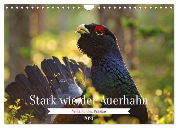 Produktbild: Stark wie der Auerhahn (Wandkalender 2026 DIN A4 quer), CALVENDO Monatskalender