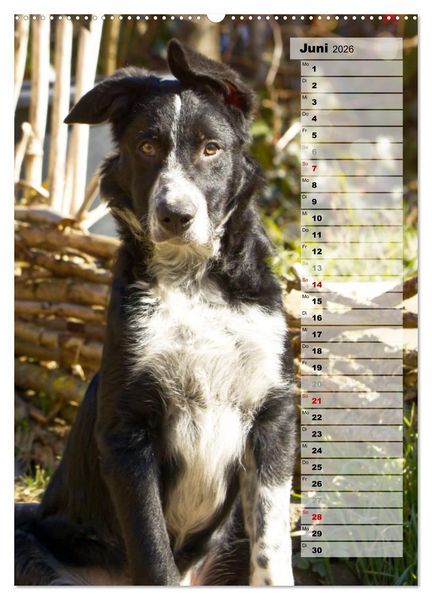 Produktbild: Mein Border Collie (hochwertiger Premium Wandkalender 2026 DIN A2 hoch), Kunstdruck in Hochglanz