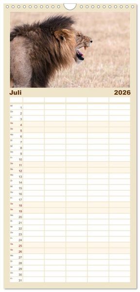 Produktbild: Familienplaner 2026 - L&ouml;wen - Raubkatzen Afrikas mit 5 Spalten (Wandkalender, 21 x 45 cm) CALVENDO