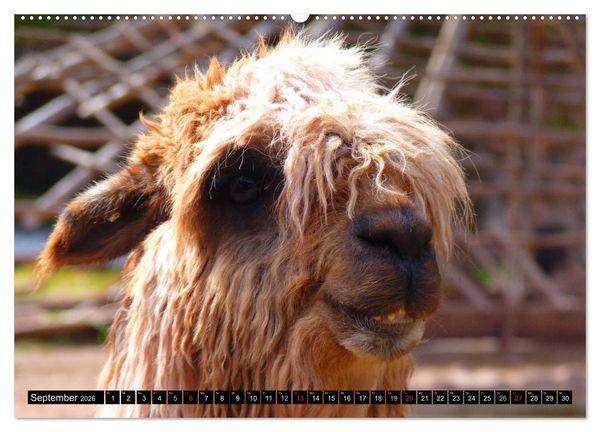 Produktbild: Alpakas und Lamas (Wandkalender 2026 DIN A2 quer), CALVENDO Monatskalender
