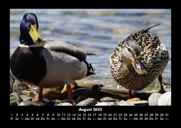 Produktbild: Enten 2025 Fotokalender DIN A3