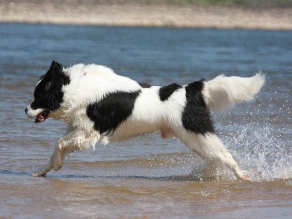 Produktbild: CALVENDO Puzzle Landseer beim Badespa&szlig; | 1000 Teile Lege-Gr&ouml;&szlig;e 64x48cm Foto-Puzzle f&uuml;r gl&uuml;ckliche Stunden