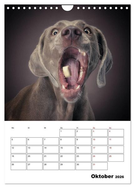 Produktbild: Fang das Leckerli (Wandkalender 2026 DIN A4 hoch), CALVENDO Monatskalender