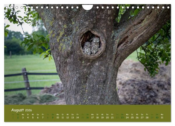 Produktbild: Steink&auml;uze (Athene noctua) (Wandkalender 2026 DIN A4 quer), CALVENDO Monatskalender