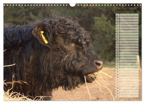 Produktbild: Gl&uuml;ckliche K&uuml;he (Wandkalender 2026 DIN A3 quer), CALVENDO Monatskalender