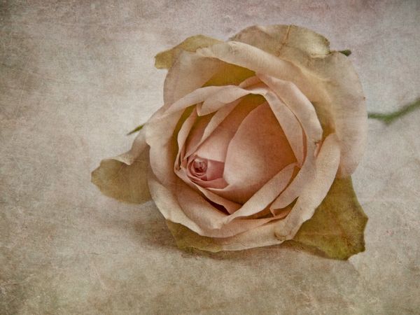 Produktbild: CALVENDO Puzzle La vie en rose | 1000 Teile Lege-Gr&ouml;&szlig;e 64x48cm Foto-Puzzle f&uuml;r gl&uuml;ckliche Stunden