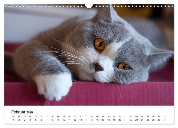 Produktbild: Briten B&auml;rchen &ndash; Britsch Kurzhaar 2026 (Wandkalender 2026 DIN A3 quer), CALVENDO Monatskalender