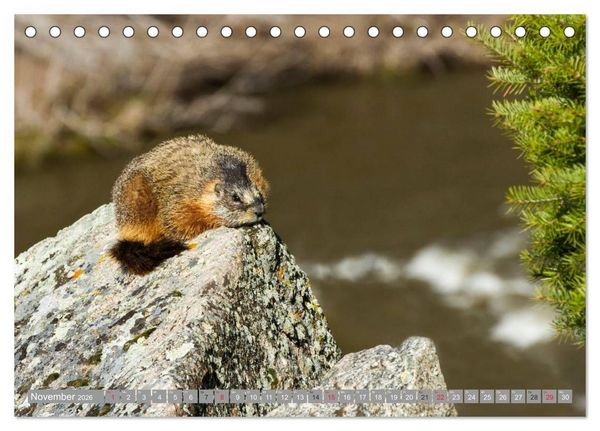 Produktbild: B&auml;r, Wolf und Co - Tiere Nordamerikas (Tischkalender 2026 DIN A5 quer), CALVENDO Monatskalender