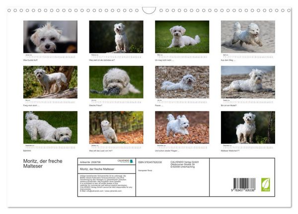 Produktbild: Moritz, der freche Malteser (Wandkalender 2026 DIN A3 quer), CALVENDO Monatskalender