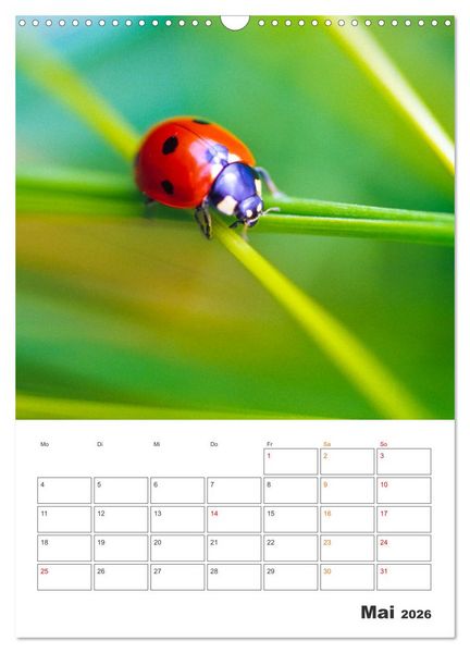 Produktbild: Kleines Gl&uuml;ck ganz gro&szlig;: Marienk&auml;fer! (Wandkalender 2026 DIN A3 hoch), CALVENDO Monatskalender