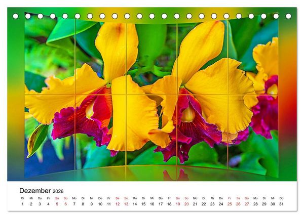 Produktbild: Orchideen Bildergalerie (Tischkalender 2026 DIN A5 quer), CALVENDO Monatskalender