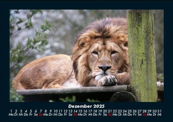 Produktbild: L&ouml;wen in der Wildnis 2025 Fotokalender DIN A5