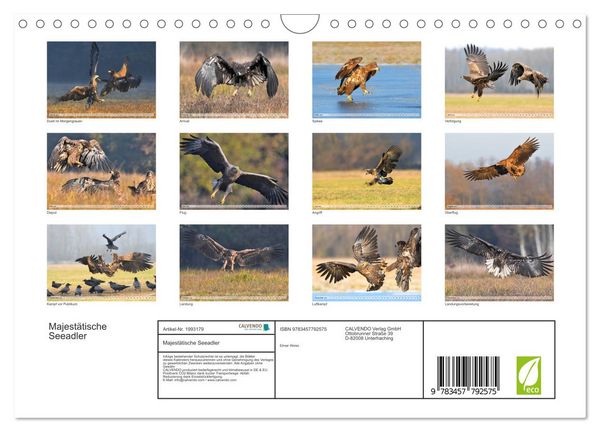 Produktbild: Majest&auml;tische Seeadler (Wandkalender 2026 DIN A4 quer), CALVENDO Monatskalender