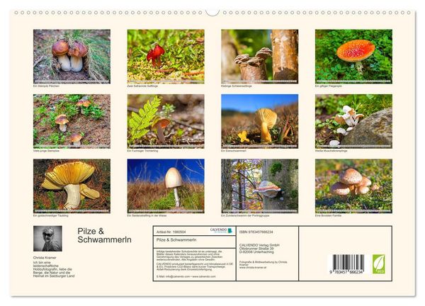 Produktbild: Pilze & Schwammerln (hochwertiger Premium Wandkalender 2026 DIN A2 quer), Kunstdruck in Hochglanz