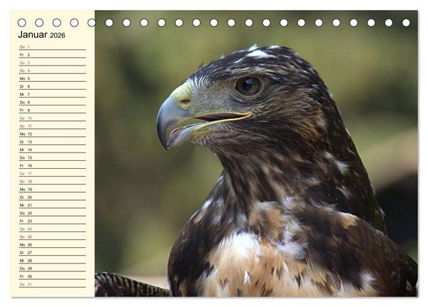 Produktbild: Greifv&ouml;gel (Tischkalender 2026 DIN A5 quer), CALVENDO Monatskalender