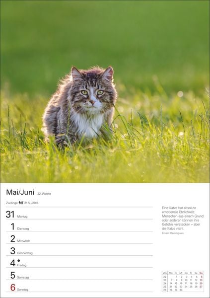 Produktbild: Katzen Wochenplaner 2027 - 53 faszinierende Fotografien