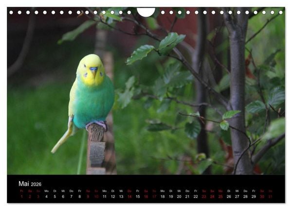 Produktbild: Wellensittichtr&auml;ume - Der neue Wellensittich-Naturkalender (Wandkalender 2026 DIN A4 quer), CALVENDO Monatskalender