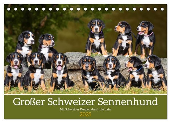 Großer Schweizer Sennenhund - Mit Schweizer Welpen durch das Jahr (Tischkalender 2025 DIN A5 quer), CALVENDO Monatskalen