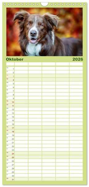 Produktbild: Familienplaner 2026 - Border Collies 2026 mit 5 Spalten (Wandkalender, 21 x 45 cm) CALVENDO