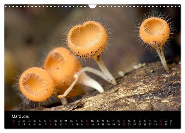 Produktbild: Pilze (Wandkalender 2026 DIN A3 quer), CALVENDO Monatskalender