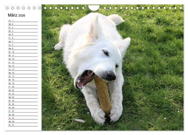 Produktbild: Berger Blanc Suisse - Wei&szlig;er Schweizer Sch&auml;ferhund (Wandkalender 2026 DIN A4 quer), CALVENDO Monatskalender