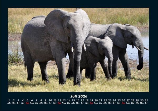Produktbild: Der Elefantenkalender 2026 Fotokalender DIN A4