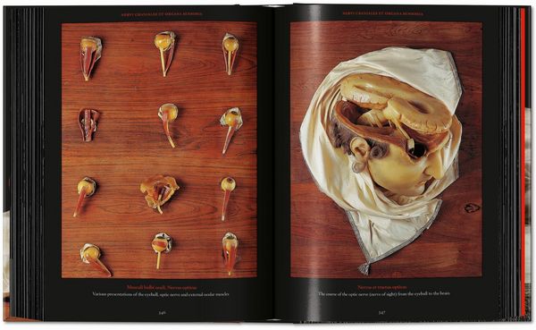Produktbild: Anatomical Waxes. 45th Ed.