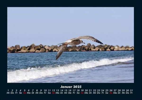 Produktbild: M&ouml;wen 2025 Fotokalender DIN A4