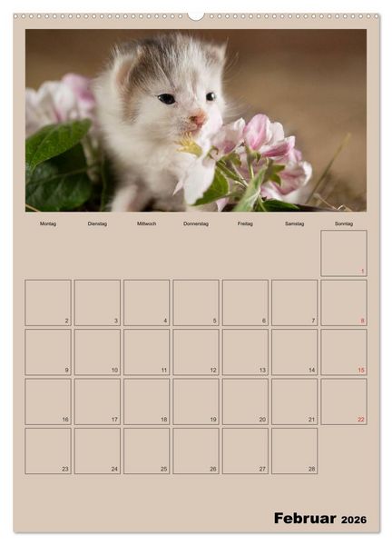 Produktbild: Mit Katzen durchs Jahr / Planer (hochwertiger Premium Wandkalender 2026 DIN A2 hoch), Kunstdruck in Hochglanz